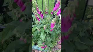 How to Get a lot of Flowers from one Foxglove Plant  GlasGrow Gardens 2023 shorts shortvideo [upl. by Nuajed111]