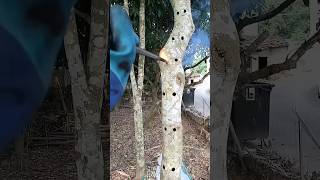 The Aquilaria trees are intentionally wounded to quickly obtain natural agarwood resin agarwood [upl. by Ydoc]