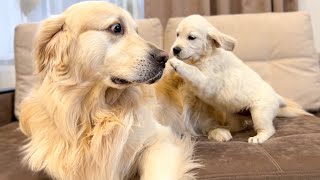 Golden Retriever Reacts to Golden Retriever Puppy [upl. by Zoubek]