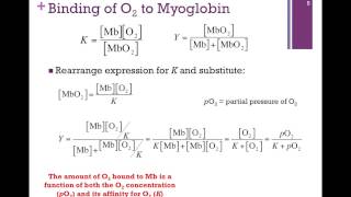 025Binding Affinity of Mb [upl. by Cale409]