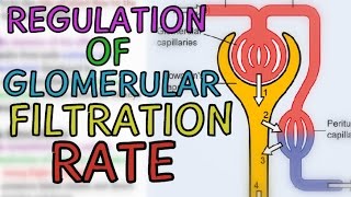 Regulation of Glomerular Filtration Rate GFR  Extrinsic and Intrinsic Mechanisms [upl. by Dahlia]