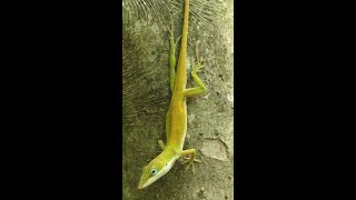 Green Anole changes color to match new tree [upl. by Ettenan153]