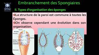 3Biologie des Org Animaux Embranchement des Spongiaires [upl. by Gerta982]