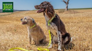 Hundeleine und Halsung aus Biothane basteln [upl. by Nahgrom]