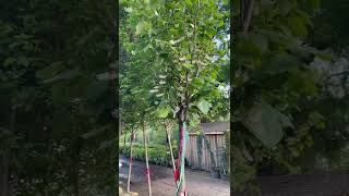 TreeTipTuesday  Styrax obassia ‘Fragrant Snowbell’ [upl. by Aneloc760]