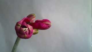 Time lapse amaryllis  Brinno TLC200 [upl. by Adiuqal]