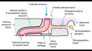 Structures that pass through the Foramen lacerum [upl. by Pavier]