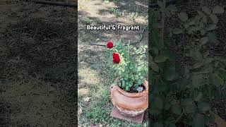 garden roses rosebush gardenfarmlife shorts short smallyoutuber [upl. by Neral]