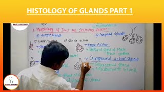 Histology of Glands Part 1  Glands  Exocrine Glands  Amits Lectures  UHS  Histo made Easy [upl. by Legra]