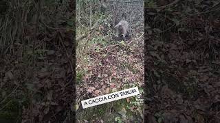 Tartufo nero uncinato Lagotto Romagnolo [upl. by Tadeas]