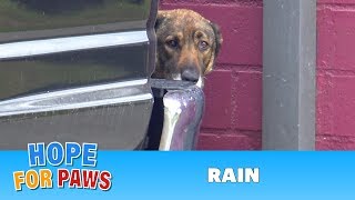 Homeless German Shepherd cries like a human I have never heard anything like this dog [upl. by Tloh]