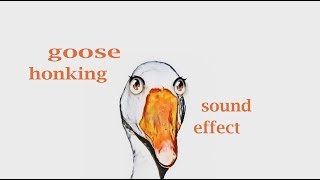 How A Goose Honking  Sound Effect  Animation [upl. by Recha]