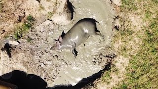 Delicious full body pig mud bath [upl. by Placido612]