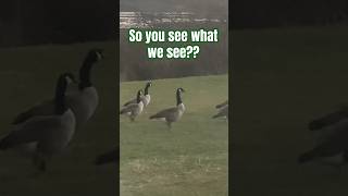 Do you see it 💍 goosehunting canada waterfowl [upl. by Peta]