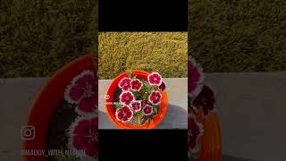 Growing Dianthus flower in flowerpots love garden fluteexplore shorts shortvideo viralshorts [upl. by Jazmin]