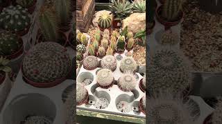 Cactus 🌵 What an amazing choice Bardill’s Garden Centre near Nottingham [upl. by Ver]