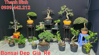 Bonsai Mini Đẹp Giá Rẽ Chào Bán Bình 0939442212 Khế Gân Chiếu Thủy Sam Gạo Me Ngọt Linh sam [upl. by Anidem]