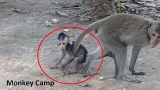 Baby monkey cry and call for help why big monkey do like this Real life of baby monkeyMonkey Camp [upl. by Kirt]