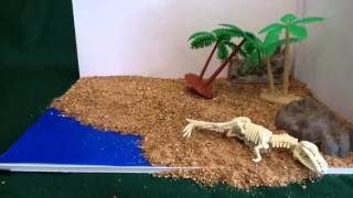 Fossilization Process stop motion [upl. by Olympias379]