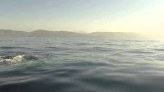 Paddle boarders close encounter with a Blue Whale [upl. by Wamsley]