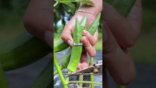 Tips Panen Okra pertanian PengetahuanPertanian okra SayuranDapur harvest gardeningtips fyp [upl. by Jonathon409]