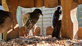 Starlings but look closely [upl. by Chuah]