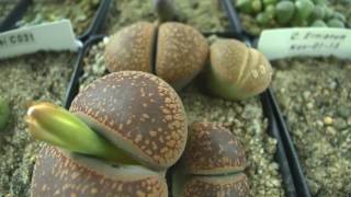 Lithops  Living Stones Flower Bud Emerging Time Lapse [upl. by Bovill685]