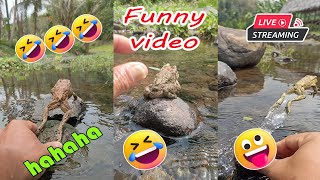 Catching frog funny make you laugh  funny animal video short  funny frog jumping lol [upl. by Galliett528]