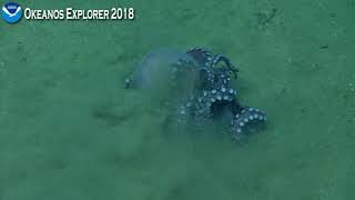 Okeanos Explorer Video Bite Deep Sea Octopuses [upl. by Haroved]