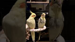 Cockatiel bird 🐦 cockatiel cockatielsinging birds parrot cockatielsing pets cute ginger [upl. by Snowber]