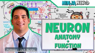 Neurology  Neuron Anatomy amp Function [upl. by Nitsa]