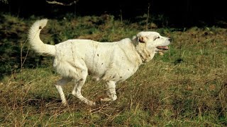 Can Kangal Dogs Be Aggressive Towards Humans [upl. by Lorinda90]