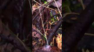 parasitic coral mushrooms nature beautiful cool rare fyp yt ytshorts art foraging [upl. by Nicks]