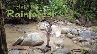 Into The Rainforest Mossman Gorge Daintree QLD [upl. by Melmon499]