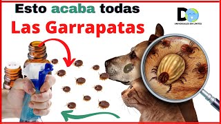 Repelente para PULGAS Y GARRAPATAS 1 TIP y receta para casa  Repellent for fleas and ticks [upl. by Apgar]