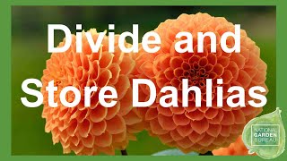 How to Divide and Store Dahlias for the Winter Expert Tips [upl. by Snodgrass]