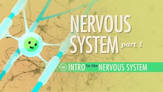 The Nervous System Part 1 Crash Course Anatomy amp Physiology 8 [upl. by Dnomad]