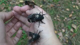 SQUEAKY Deathshead Hawkmoths Acherontia atropos SOUND [upl. by Jamesy969]