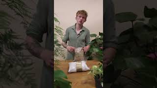 Perlite vs Vermiculite  Ultimate Soil Showdown short houseplants [upl. by Anniken]