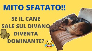 Il Cane Sul Divano Diventa Dominante MITO SFATATO [upl. by Naegem]