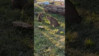 Playful Bobcats Prince and Tony Bobcat cat catvideo Cats Catvideos shortsvideo shortsfeed [upl. by Anilasor]