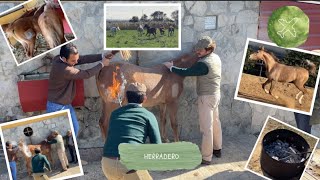 🔥HERRADERO POTROS  Marcando a FUEGO🔥 [upl. by Ardnac667]