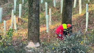 Gruße buche fällen mit Stihl ms 362 c😱😱😱 [upl. by Asserat]