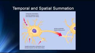 Synapses and Synaptic Potentials [upl. by Hsivat]