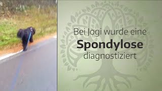 Spondylose beim Hund  CBD amp Artridonum H  Jogi Bär´s Erfahrungen [upl. by Liryc]