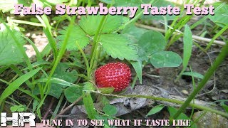 ⟹ FALSE STRAWBERRY  Duchesnea indica  Are they poisonous [upl. by Yatnohs113]