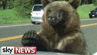 Grizzly Bear Clambers Over Family Car [upl. by Aiasi]