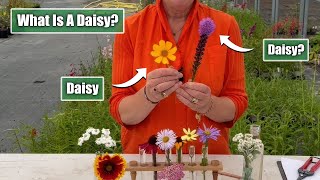 What Makes a Daisy a Daisy  Perennial Asteraceae Plant Family [upl. by Etteyniv782]