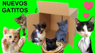 24 horas cuidando a un bebe gatito y sus amigos gatitos  Videos de gatos graciosos Luna y Estrella [upl. by Caesaria303]