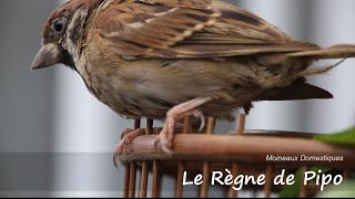 Documentaire Moineaux Le Règne de Pipo FULL HD [upl. by Rosalie]